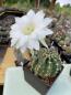Preview: Echinopsis eyriesii